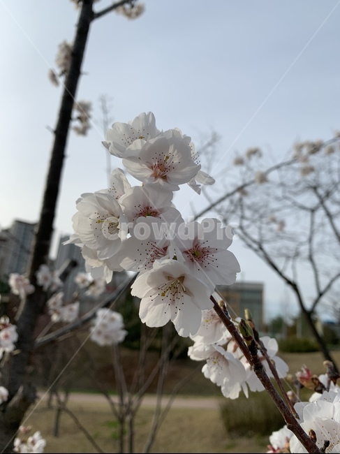plant,식물,flower,꽃,blossom,cherryblossom,벚꽃