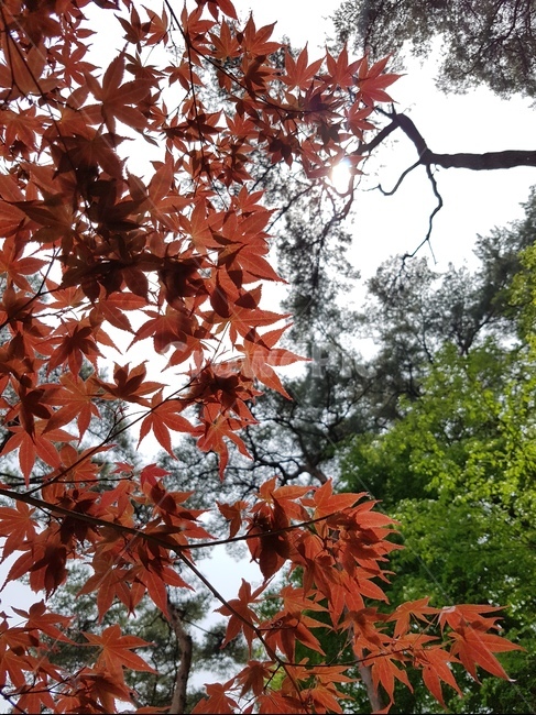 단풍,식물,leaf,잎,나무,plant,빨강,가을,단풍잎,단풍나무,가을,계절,fall,autumn,season