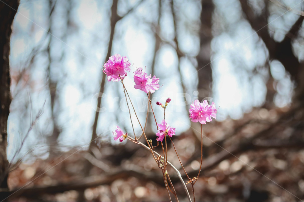 plant,식물,flower,blossom,꽃