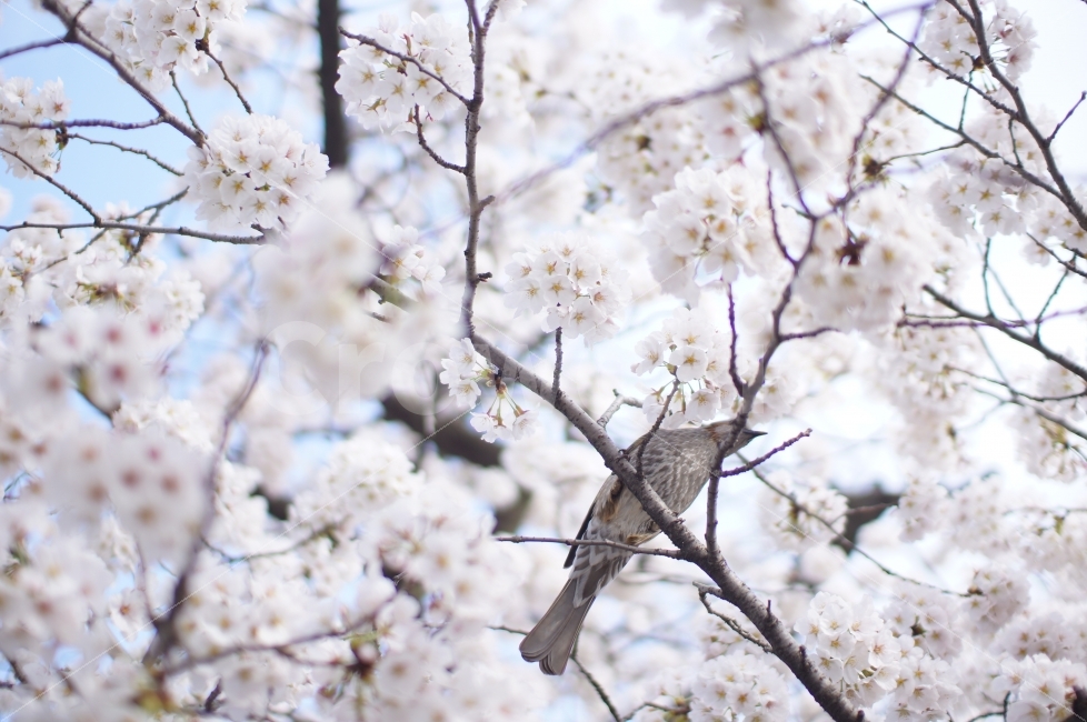 벚꽃,새,봄,하얀,풍경,봄,계절,spring,season,식물,자연,plants,nature,꽃,flower,동물,animal,조류,새,birds,plant