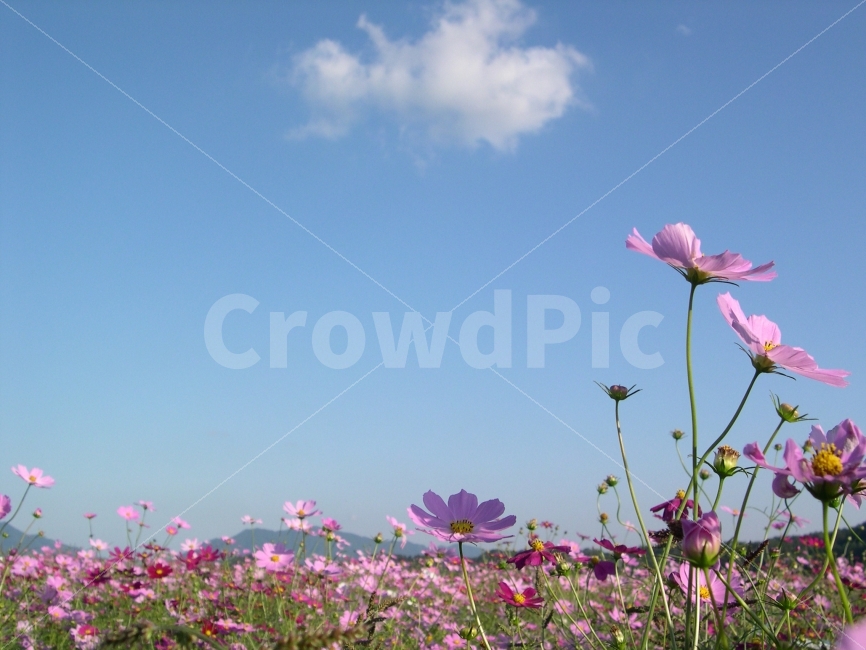 코스모스,가을,꽃,가을꽃,꽃밭,자연,풍경,nature,landscape,가을,계절,fall,autumn,season,식물,plants,꽃,flower,blossom,plant,geranium,제라늄