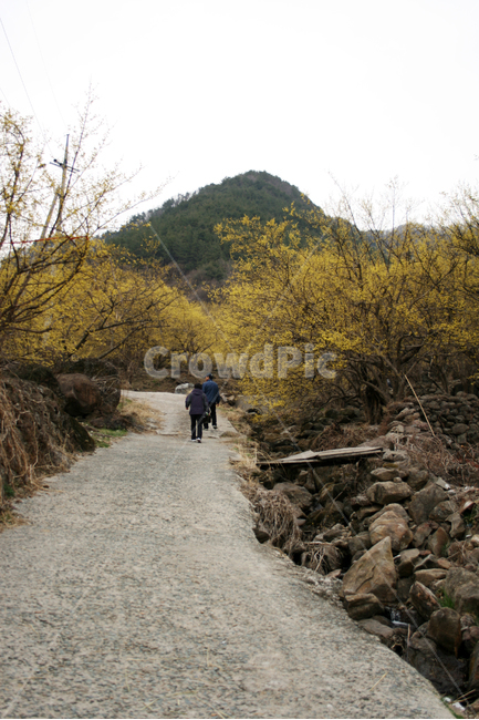 산수유,마을,돌담길,길,봄길,봄,꽃길,노란색,봄날,spring,flower,감성,봄,계절,spring,season,자연,풍경,nature,landscape,한국자연풍경,한국자연경관,korea nature landscape,사람,인물,인간,human,person,dirt road,흙길,gravel,자갈,road,도로