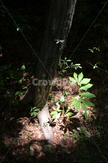 나무,빛,light,plant,식물,식물,자연,plants,nature,나무,trees,wood
