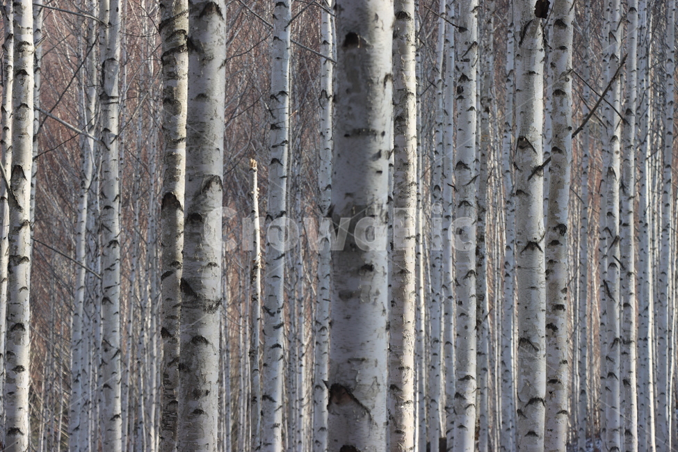 자작나무,흰나무,식물,tree,나무,birch,plant