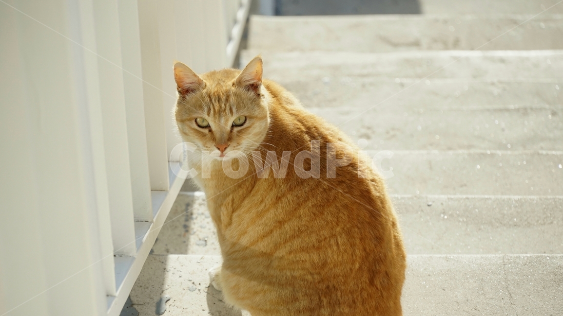 동물,고양이,귀여운,cat,animal,동물,animal,포유류,mammal,고양이,cat,kitten,kitty