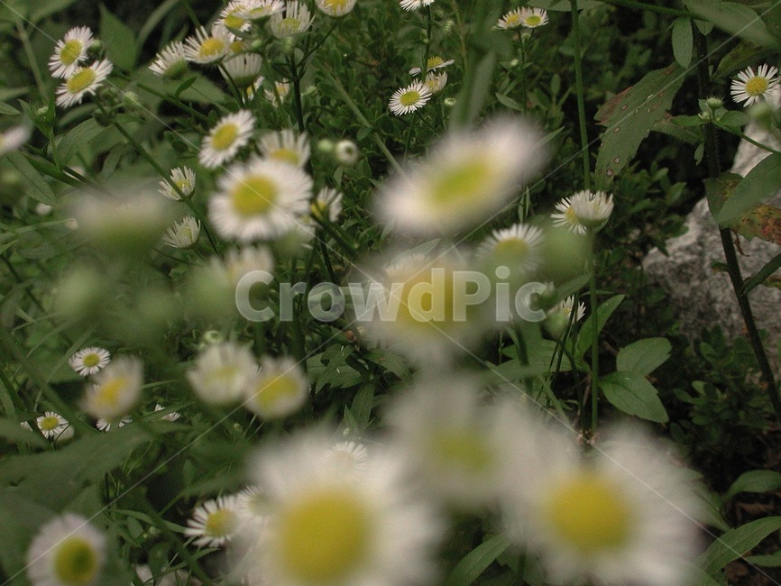 들풀,들꽃,배경,바탕화면,꽃,식물,자연,식물,자연,plants,nature,꽃,flower