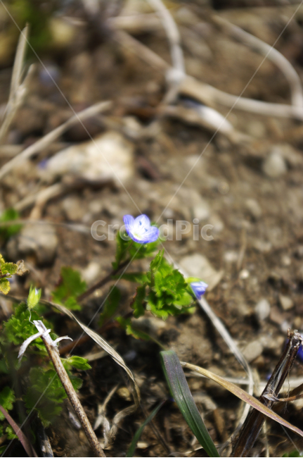 봄까치꽃,꽃,식물,flower,plant,봄꽃