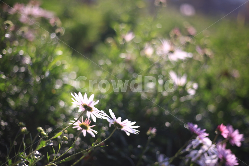 꽃,보케,동그라미,햇빛,빛,식물,풀,자연,가을,계절,fall,autumn,season,식물,자연,plants,nature,꽃,flower,plant,daisy,데이지,daisies,blossom