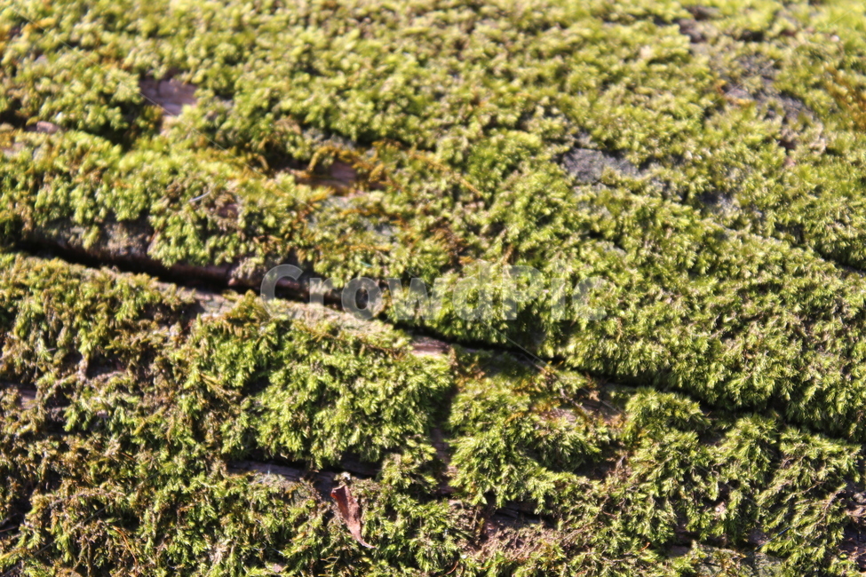 plant,식물,moss,이끼,green