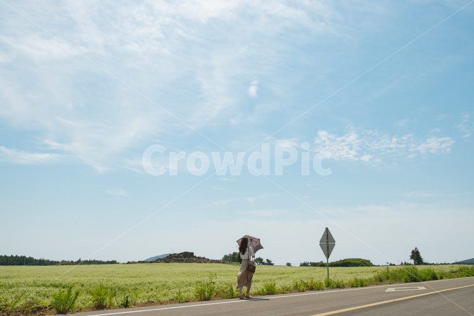 풍경,파란하늘,메밀꽃,여자,사람,맑은날,인물,자연,풍경,nature,landscape,사람,인물,인간,human,person,여성,여자,woman,female,lady,여행,휴가,traveling,vacation,trip,감성,sensible,feeling,휴식,힐링,rest,relaxation,healing,road,도로,asphalt,아스팔트