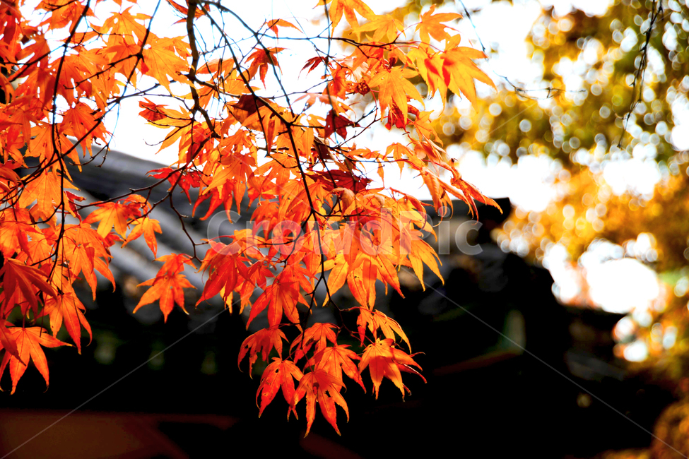 낙엽,나뭇잎,정자,공원,가을,가을,계절,fall,autumn,season,plant,식물,leaf,잎,tree,나무,maple,단풍