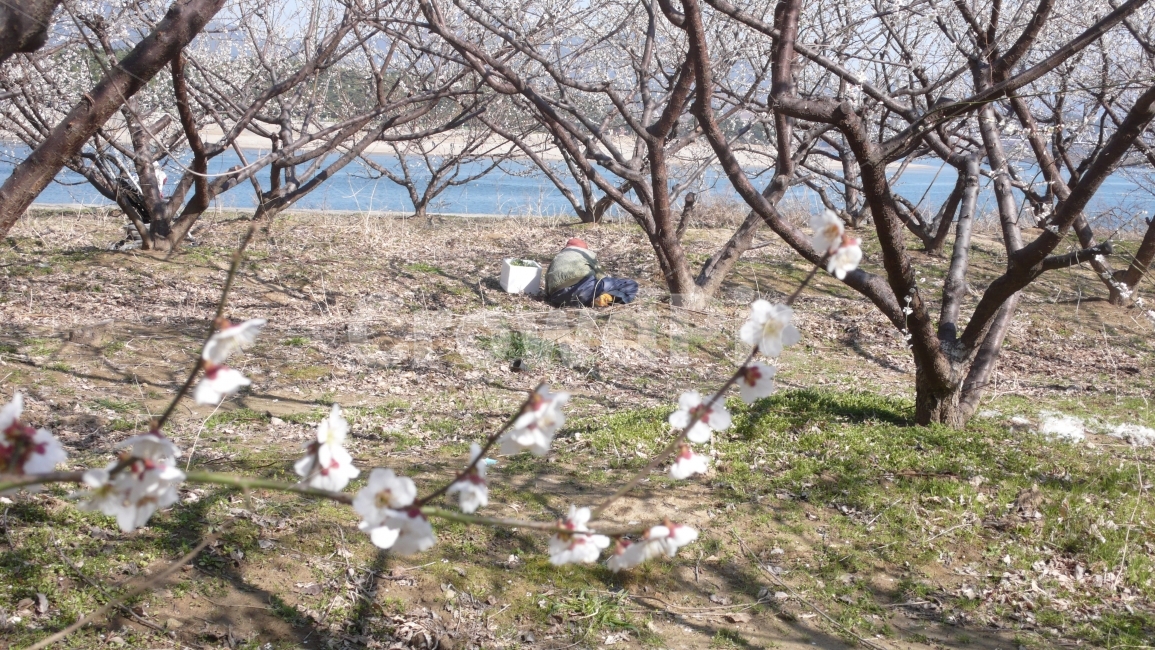 매화,봄,나물,아낙,강,나무,봄,계절,spring,season,식물,자연,plants,nature,나무,trees,wood,ground,바닥,poultry,가금류,fowl,새,animal,동물,chicken,치킨,bird,plant