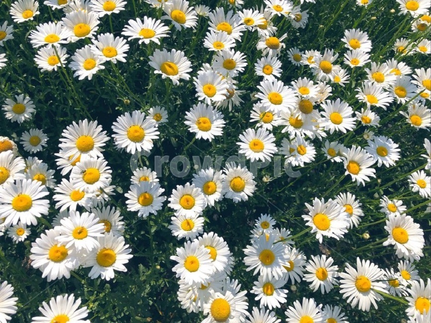 꽃,마가렛,목마가렛,산책,들꽃