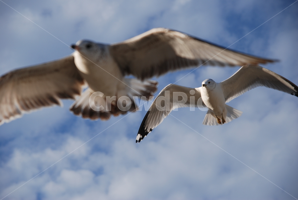 bird,새,갈매기,하늘,sky,seagull,flying,나는,동물,날기,비상,날개,창공,동물,animal,조류,새,birds
