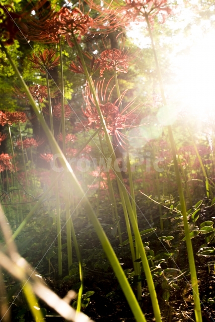 선운사,꽃무릇,역광,햇빛,보케,식물,식물,자연,plants,nature,꽃,flower,휴식,힐링,rest,relaxation,healing