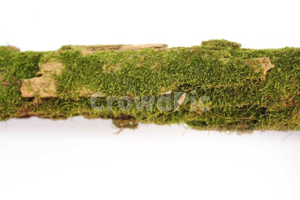 bark,branch,branchesmoss,brown,closeup,detail,dry,green,moss,natural,nature,piece,plant,tree,wood,wooden,이끼,그린,녹색,나뭇가지,오래된,자연,식물,나무,우드,건조한,마른,가지,풀,이끼풀,흰배경,클로즈업,갈색,브라운,식물,자연,plants,nature,누끼,remove background