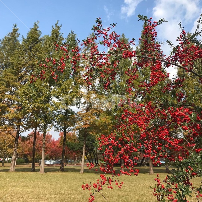 가을,낙엽,단풍,자연,평화,오솔길,가을길,나무,가을,계절,fall,autumn,season,자연,풍경,nature,landscape,tree,plant,식물