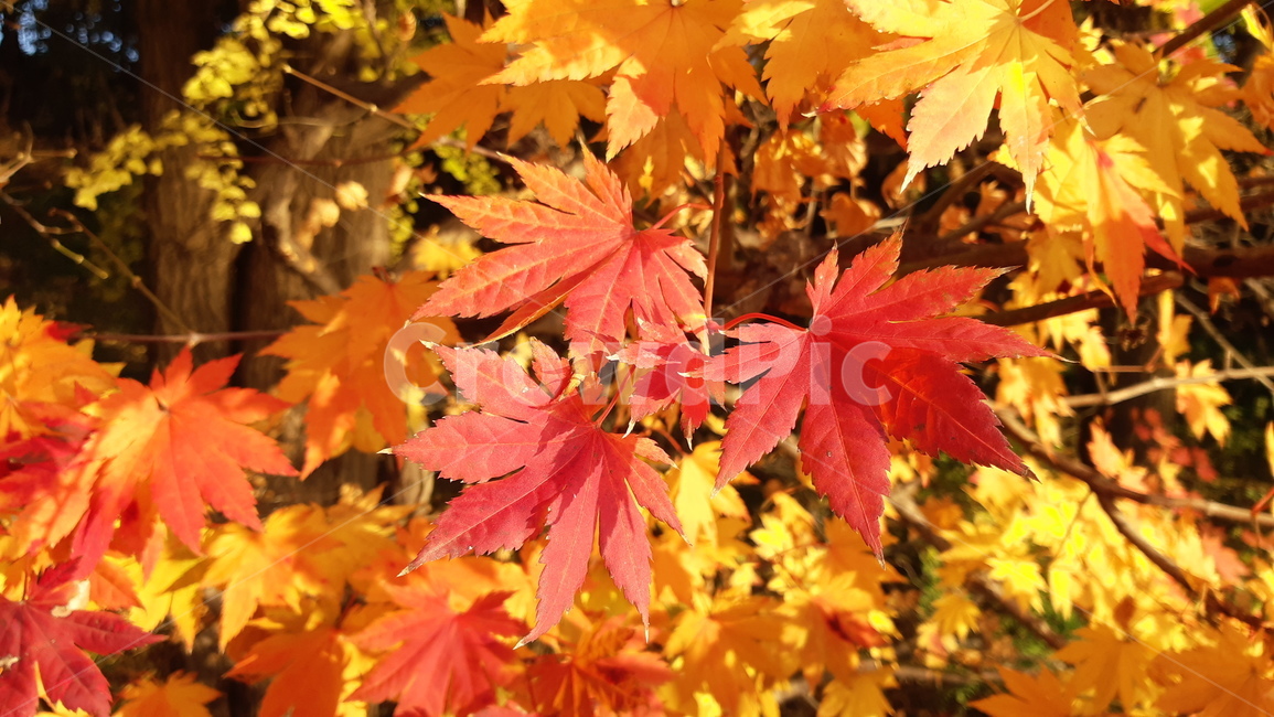 leaf,잎,plant,식물,tree,나무,maple,단풍,가을,계절,fall,autumn,season