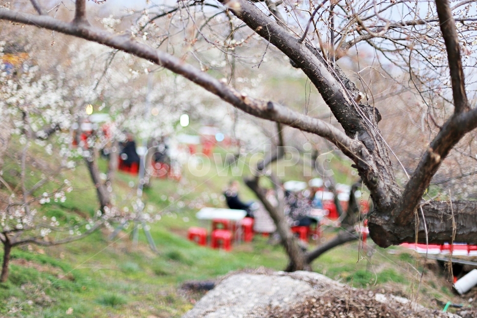 매화,매화꽃,꽃,하동,매화축제,hadong,flower,식물,자연,plants,nature