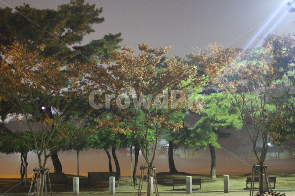 새벽,밤,나무,올림픽공원,단풍,자연,풍경,nature,landscape,tree,plant,식물