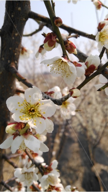봄,봄꽃,꽃,3월,개화,봄,계절,spring,season,식물,자연,plants,nature,꽃,flower,plant
