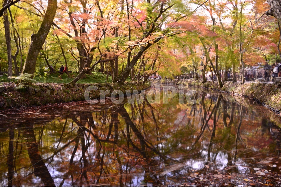 고창,선운사,도솔천,선운사추색,선운사가을,outdoors,옥외,nature,water,물,tree,나무,plant,식물,경치,풍경,가을,계절,fall,autumn,season,자연,풍경,nature,landscape