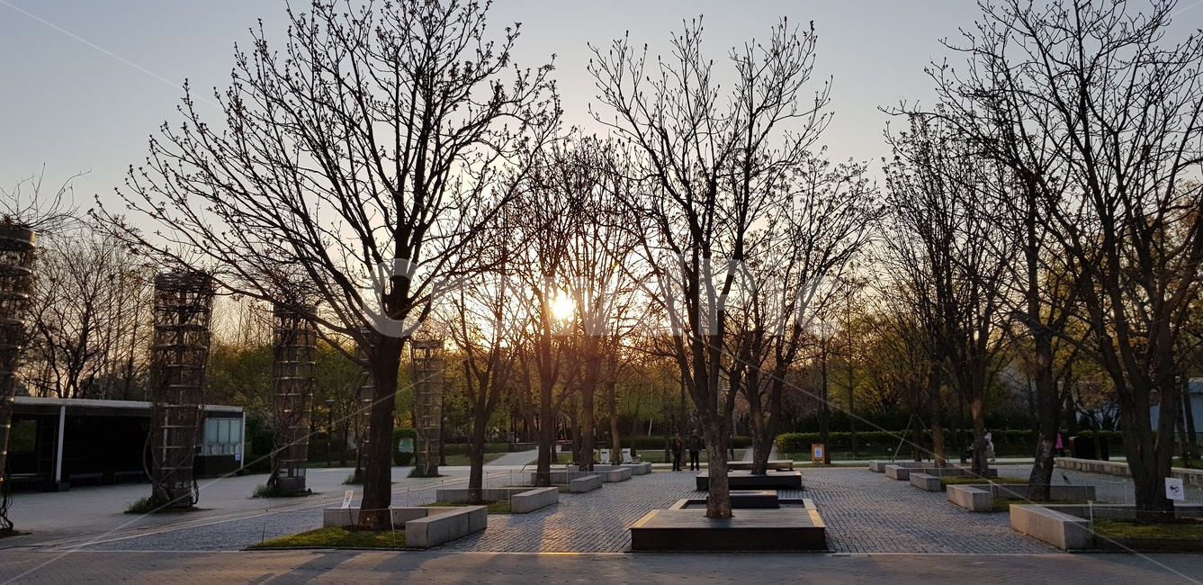 식물,grass,tree,나무,노을,겨울,공원