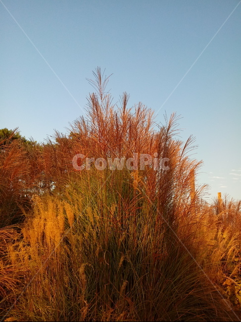 갈대,식물,plant,reed,겸가,여러해살이풀