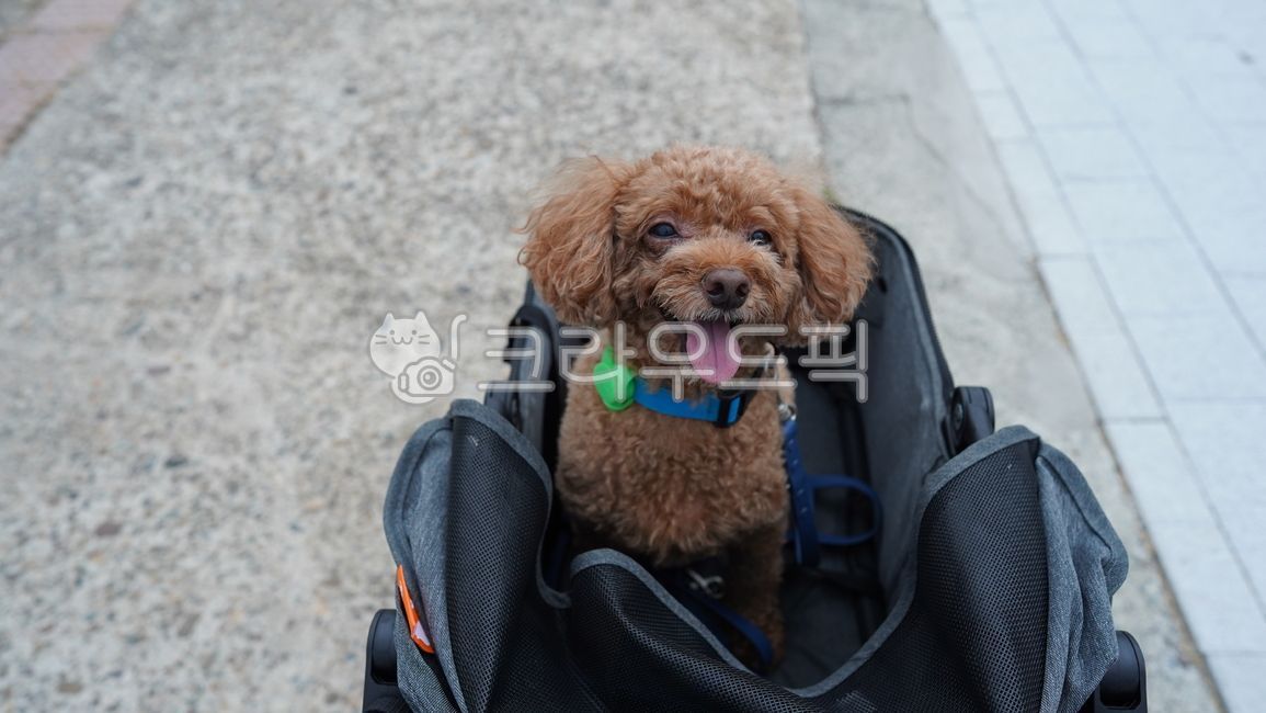 Pets,poodle,puppy,dog,brown poodle