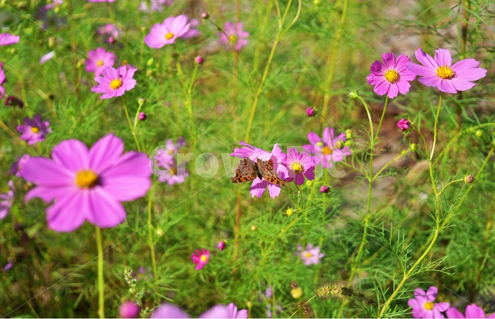 꽃,나비,코스모스,가을꽃,flower,blossom,자연,nature,식물,자연,plants,nature,꽃,flower,곤충,벌레,insect,bug