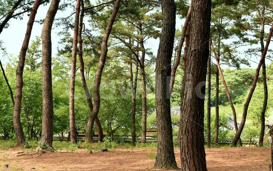 나무,소나무,숲,푸른,초록,여름,tree,forest,green,자연,풍경,nature,landscape,plant,식물,tree trunk,나무 줄기,ground,바닥