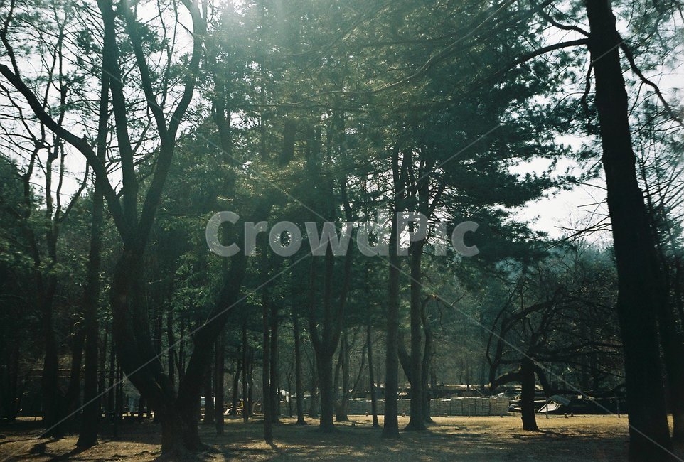 나무,필름사진,산,여유,초겨울,자연,풍경,nature,landscape,식물,plants,나무,trees,wood,tree,plant,light,빛,flare,플레어,tree trunk,나무 줄기
