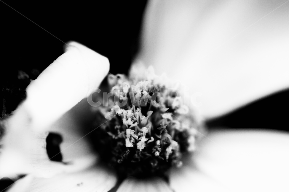 코스모스,흑백,접사,꽃,꽃술,꽃잎,식물,자연,plants,nature,꽃,flower,흑백,모노톤,monochrome,black and white
