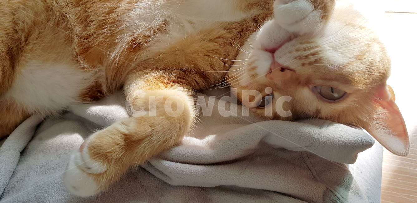 고양이,고양이애교,반려묘,cat,치즈태비고양이