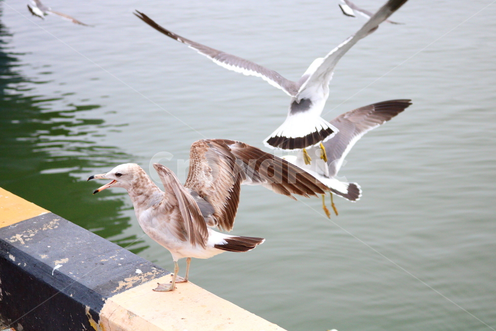 갈매기,새,조류,한강,동물,동물,animal,조류,새,birds