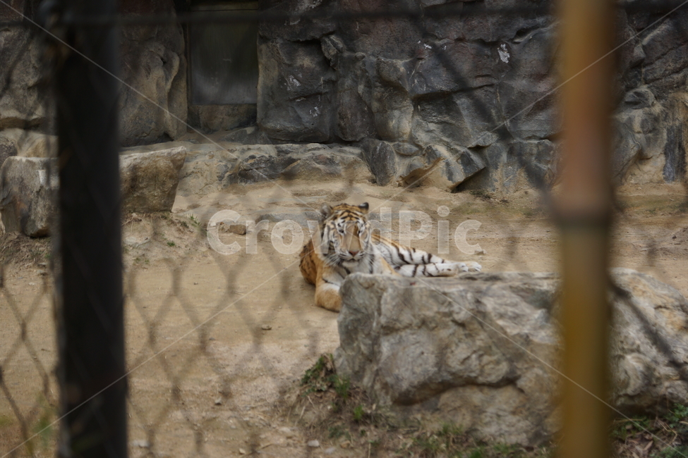 호랑이,동물원,우리,케이지,갇힌,동물,포유류,동물,animal,포유류,mammal