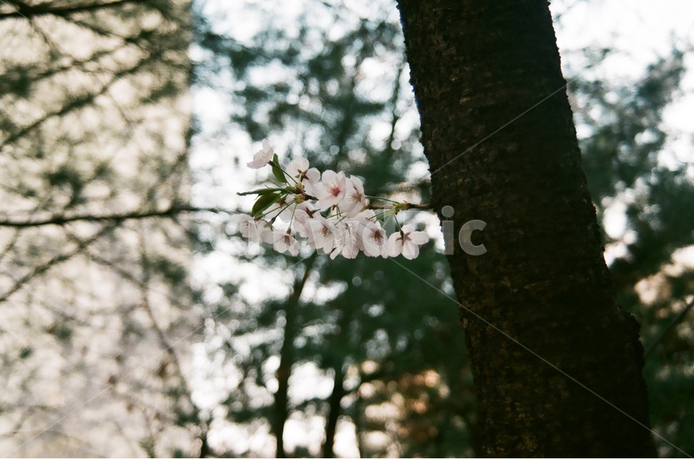 꽃,벚꽃,봄,벚꽃나무,계절,풍경,자연,힐링,감성,식물,spring,flower,봄꽃,season,봄,계절,spring,season,식물,자연,plants,nature,꽃,flower,plant