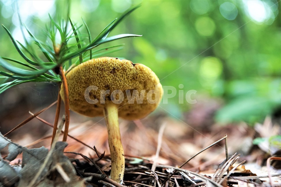자연,버섯,nature,mashroom,우산,버섯,mushroom