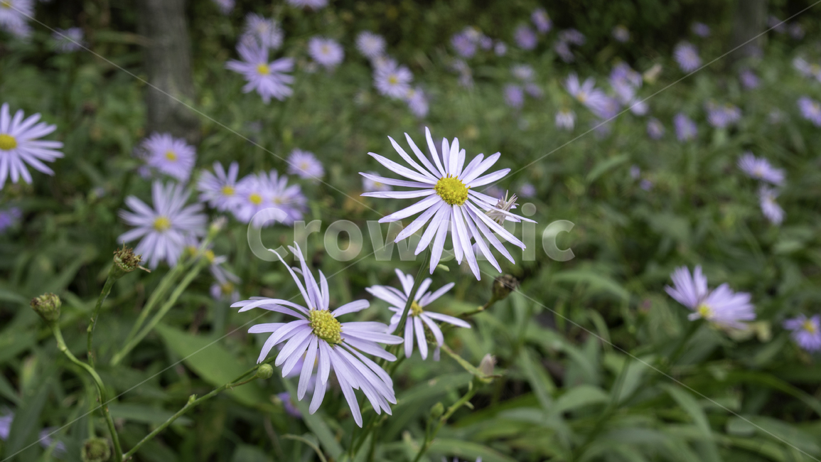 야생화,공원,들꽃,가을,자연,보라색,꽃,식물,자연,plants,nature,꽃,flower