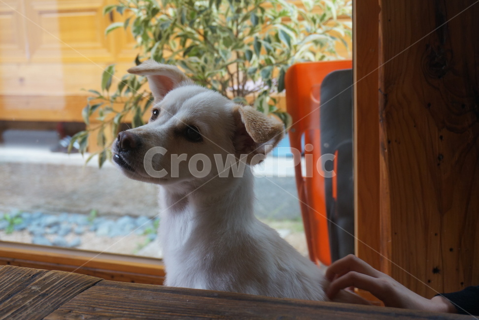 강아지,애완동물,백구,dog,cutedog,whitedog