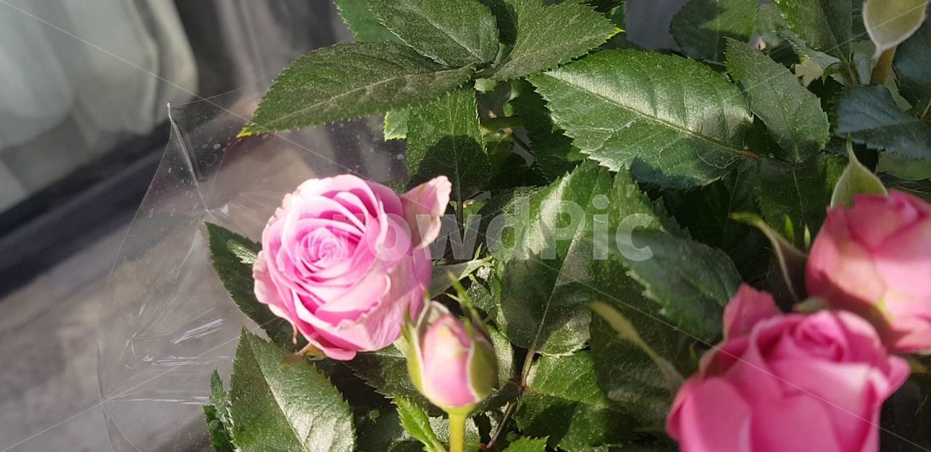 rose,장미,plant,식물,cherryblossom,flower,blossom,꽃,꽃길