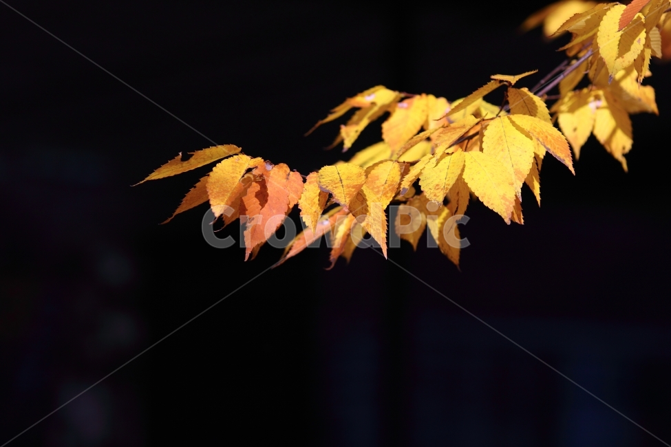 봄,자연,자연풍경,풍경,나뭇잎,식물,가을,계절,fall,autumn,season,식물,자연,plants,nature,plant,leaf,잎
