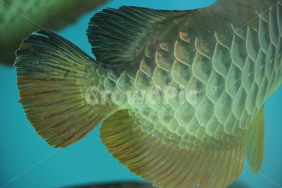 아로아나,아로와나,열대어,물고기,arowana,tropicalfish,동물,animal,어류,물고기,fish