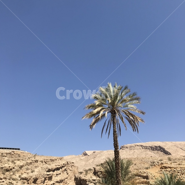 사막,야자수,하늘,아랍,desert,palmtree,palm,sky,summer,여름,arab,oman