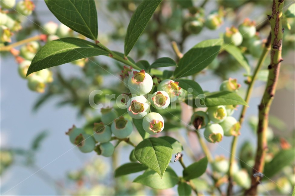 식물,과일,blueberry,블루베리,fruit,과일,열매,fruit