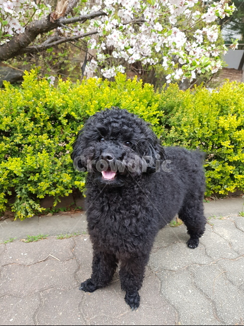 푸들,반려견,블랙푸들,강아지,애완동물,토이푸들,애완견,동물,animal,포유류,mammal,개,강아지,dog,doggy