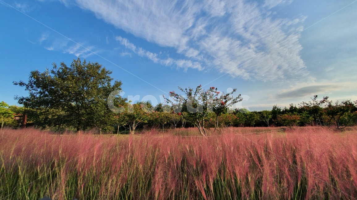 nature,field,들,outdoors,grassland,목초지,savanna,대초원,자연,들판,풍경,핑크뮬리,핑크,뮬리,가을,자연,풍경,nature,landscape,옥외