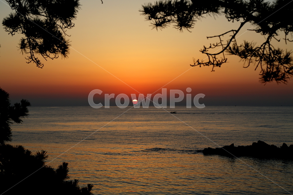일출,바다,동해,소나무,풍경,자연,태양,자연,풍경,nature,landscape,outdoors,옥외,sunlight,햇빛,sunset,일몰,dawn,새벽,red sky,붉은 하늘,sky,하늘,dusk,황혼