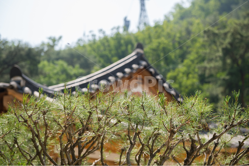 한옥,전통,한국적,기와,처마,그늘,나무,숲,하늘,파란,푸른,맑음,여름,hanok,house,traditional,korean,eaves,shadow,rooftile,wood,tree,forest,blue,sky,sunny,summer,한국전통,한국문화,korean traditional,korean culture,식물,자연,plants,nature,건축물,건물외관,exterior,building,structure,architecture,construction