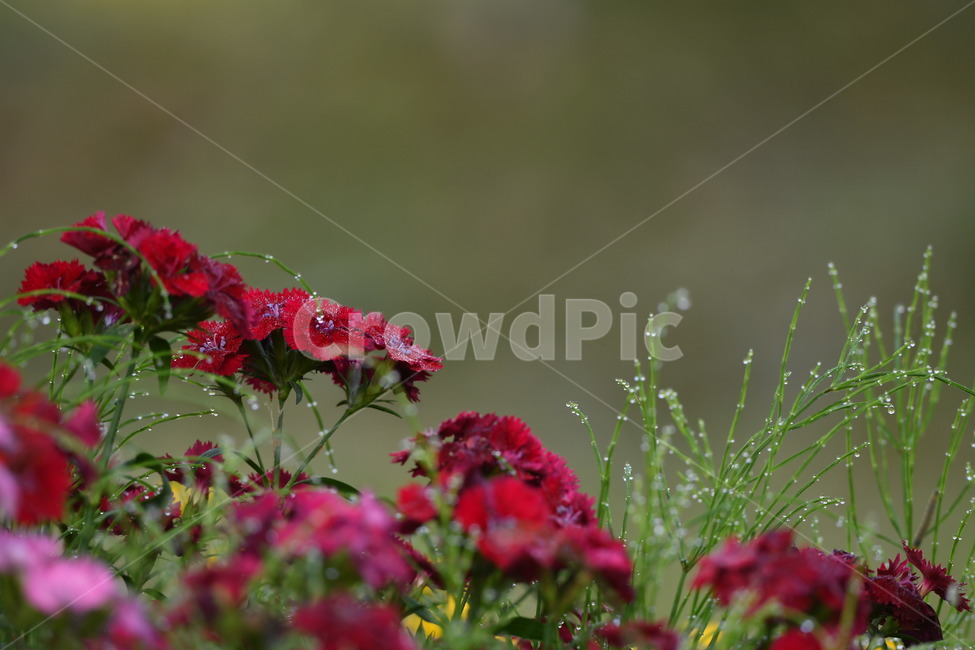 식물,자연풍경,꽃,감성사진,봄,봄,계절,spring,season,식물,자연,plants,nature,꽃,flower,geranium,제라늄,plant,blossom